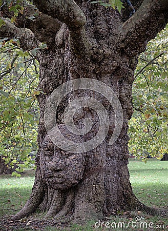 The giant grandfather tree at Acton public park. The tree looks like human' face Editorial Stock Photo