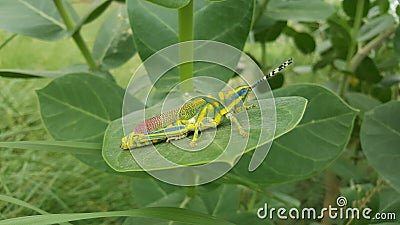 Giant grass hopper Stock Photo