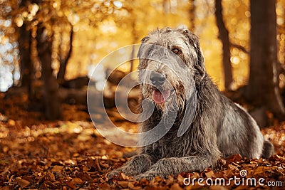 Giant gray dog with tongue out Stock Photo