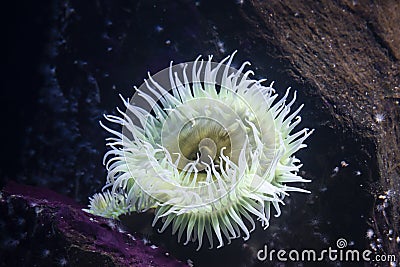 The giant green anemone Anthopleura xanthogrammica Stock Photo