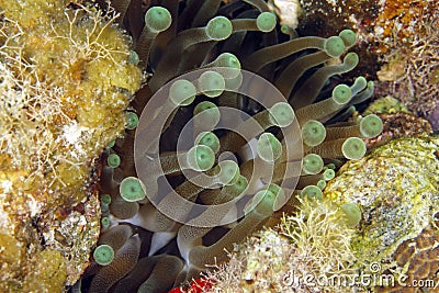 Giant green anemone, utila, honduras Stock Photo