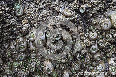 Giant green anemones on Cannon beach Stock Photo