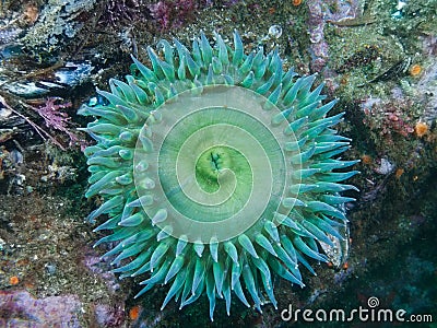 Giant Green Anenome Stock Photo