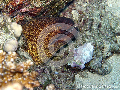 Giant Green Moray eel Red Sea Stock Photo