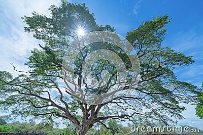 Giant green Samanea saman tree with branch in national park garden, Kanchanaburi district, Thailand. Natural landscape background Stock Photo