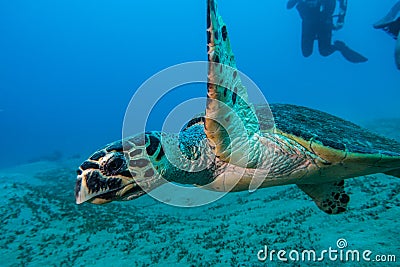 Giant Green Sea Turtles in the Red Sea, eilat israel a.e Stock Photo