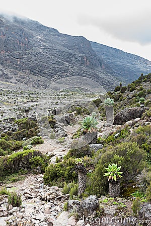 Giant Groundsel Dendrosenecio kilimanjari trees line a footpath on Mount Kilimanjaro Stock Photo