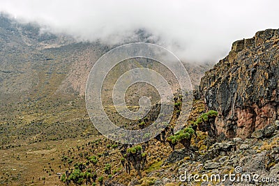 Giant groundsels against a mountain background, Mount Kenya Stock Photo