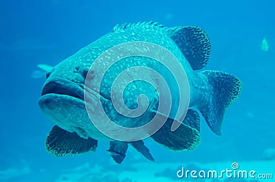 Giant grouper fish looking Stock Photo