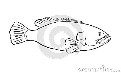 giant grouper Epinephelus lanceolatus, Queensland grouper, brindle grouper or mottled-brown sea bass drawing Vector Illustration