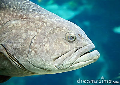 Giant grouper Stock Photo