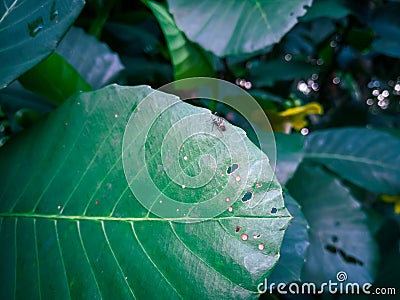 Giant Highland breadfruit tree leaves, a fig tree from Papua New Guinea Ficus dammaropsis or Kapiak Stock Photo