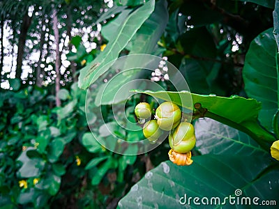 Giant Highland breadfruit tree leaves, a fig tree from Papua New Guinea Ficus dammaropsis or Kapiak Stock Photo