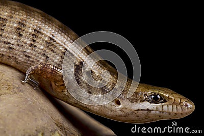 Giant Hispaniolan galliwasp Celestus warreni Stock Photo