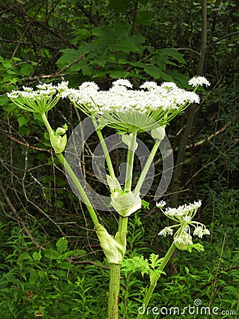 Giant Hogweed plant can grow to 15 feet tall Stock Photo