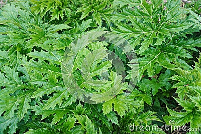 Giant Hogweed Stock Photo