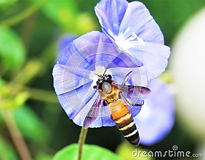 Giant honeybee (Apis dorsata) collecting pollen on Morning glory flower. Stock Photo