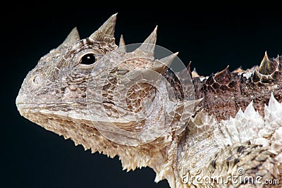 Giant horned lizard / Phrynosoma asio Stock Photo