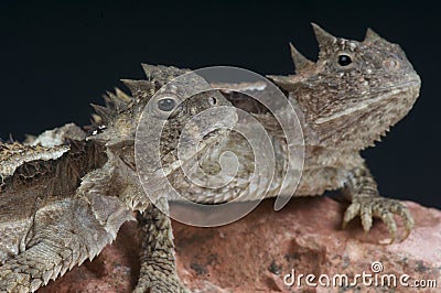 Giant horned lizards / Phrynosoma asio Stock Photo