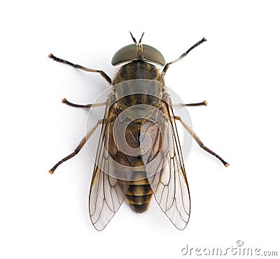 Giant horse fly in front of a white background Stock Photo