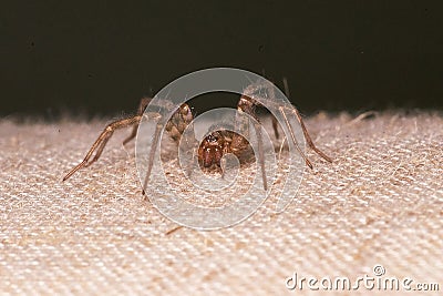 House spider crawling on furniture Stock Photo