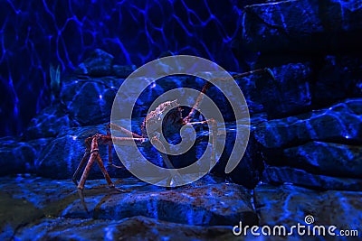 Giant Japanese spider crab Stock Photo