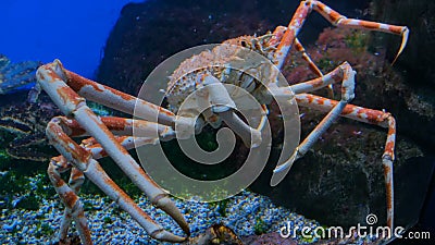 Giant japanese spider crab Stock Photo