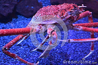 Giant Japanese Spider Crab Stock Photo