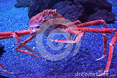 Giant Japanese Spider Crab Stock Photo