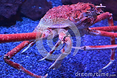 Giant Japanese Spider Crab Stock Photo