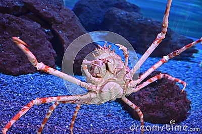 Giant Japanese Spider Crab Stock Photo