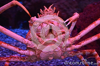 Giant Japanese Spider Crab Stock Photo