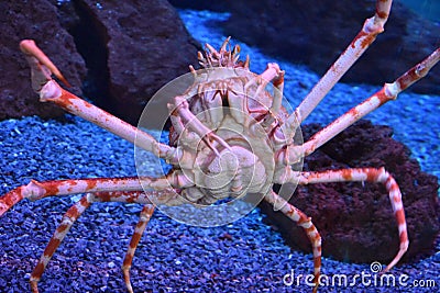 Giant Japanese Spider Crab Stock Photo