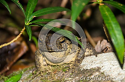 Giant jungle toad or River Toad , Asian giant toad Phrynoidis aspera, wildlife,Thailand Stock Photo