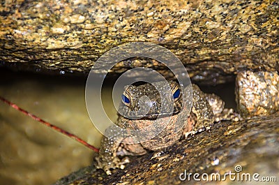 Giant jungle toad or River Toad , Asian giant toad Phrynoidis aspera, wildlife,Thailand Stock Photo