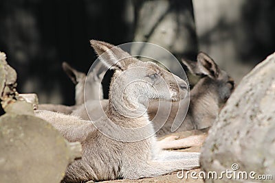 giant kangaroo with its pretty fur and these big ears Stock Photo