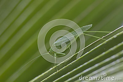 Giant Katydid Long Legged Green Leaf Grass Hopper Stock Photo