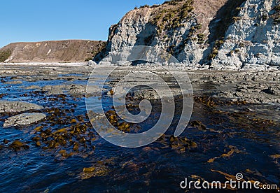 Giant kelp growing at Kaikoura coastline Stock Photo