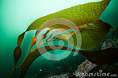 Giant Kelp 3 Stock Photo