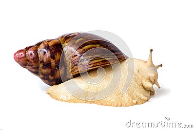 giant landsnail Stock Photo