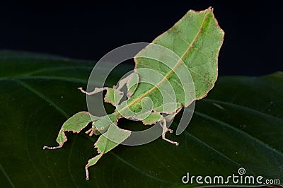 Giant leaf insect Stock Photo
