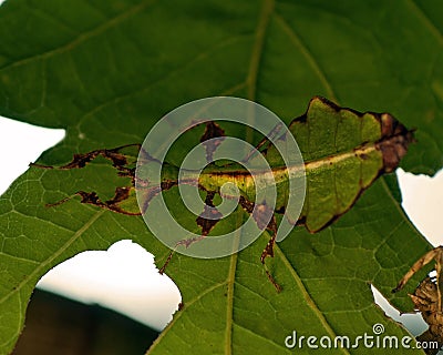 Giant Leaf Insect, Phyllium Giganteum juvenil Stock Photo