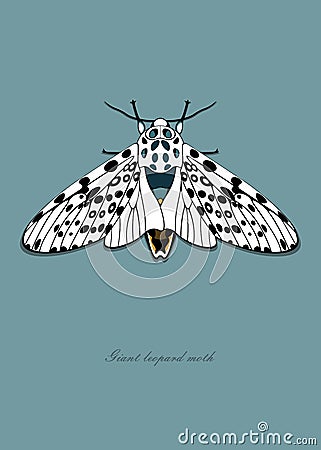 Giant Leopard Moth. Vector illustration. The font has been converted to curves. Vector Illustration