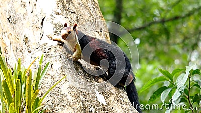 Giant Malabar Squirrel Stock Photo