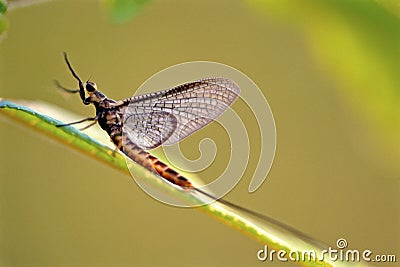 Giant Michigan Mayfly 44539 Stock Photo