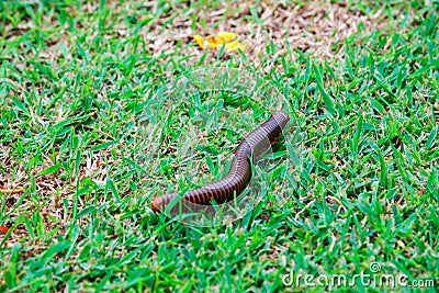 The giant millipedes Stock Photo