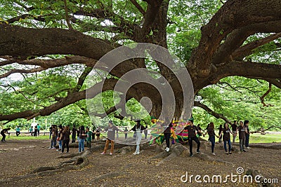 Giant Monky Pod Tree with people visited Editorial Stock Photo