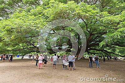 Giant Monky Pod Tree with people visited Editorial Stock Photo