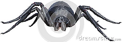 Giant Monster Spider, Insect, Isolated Cartoon Illustration