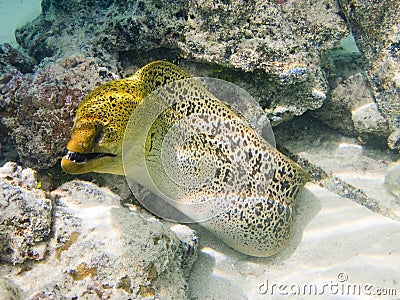 Giant moray eel Stock Photo